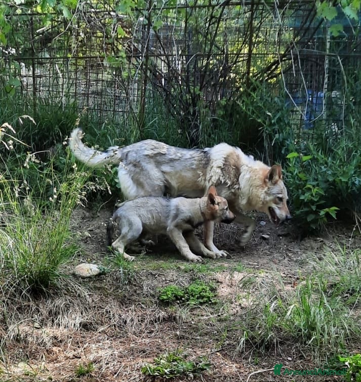 Lupo Cecoslovacco cani Cucciolo maschio cane lupo cecoslovacco  - Annuncio 1