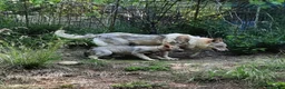 Lupo Cecoslovacco cani in vendita: Cucciolo maschio cane lupo cecoslovacco  - Annuncio 1