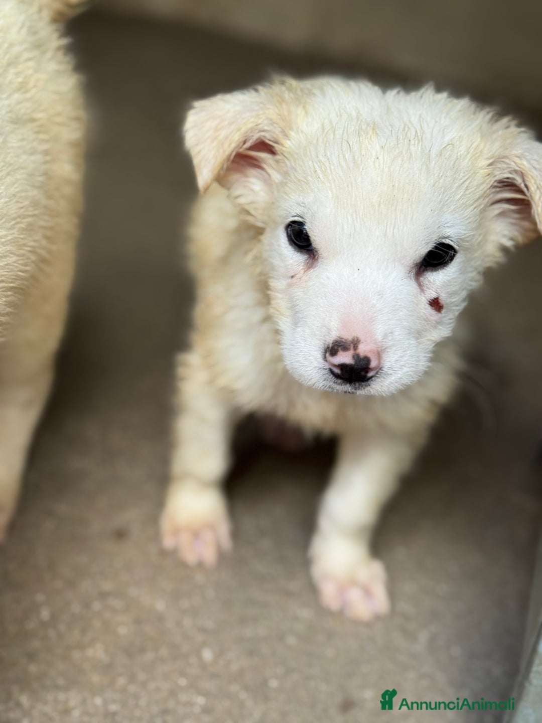 Meticcio cani in regalo: Samurai cucciolo taglia media - Annuncio 3
