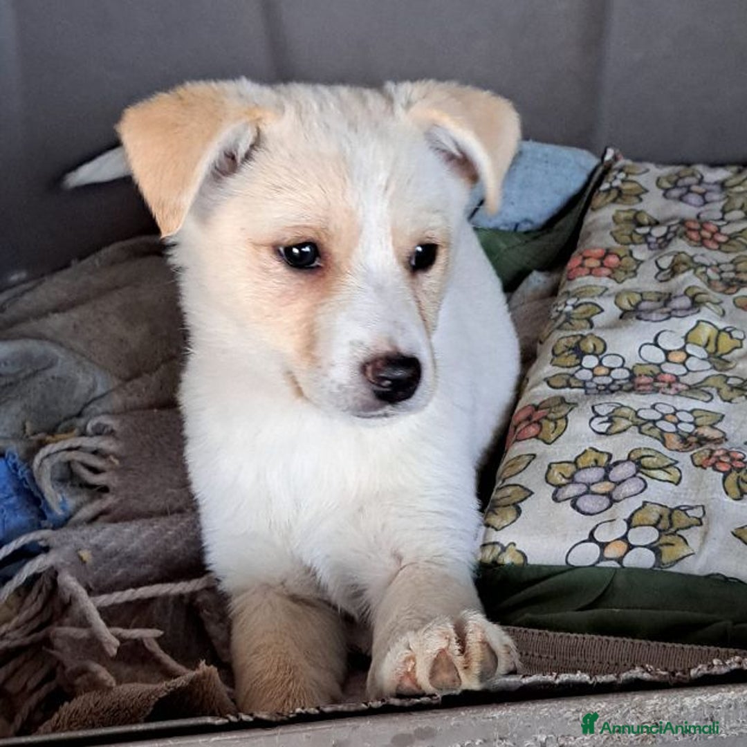 Meticcio cani in regalo: ROMY affettuosa tg piccola - Annuncio 3