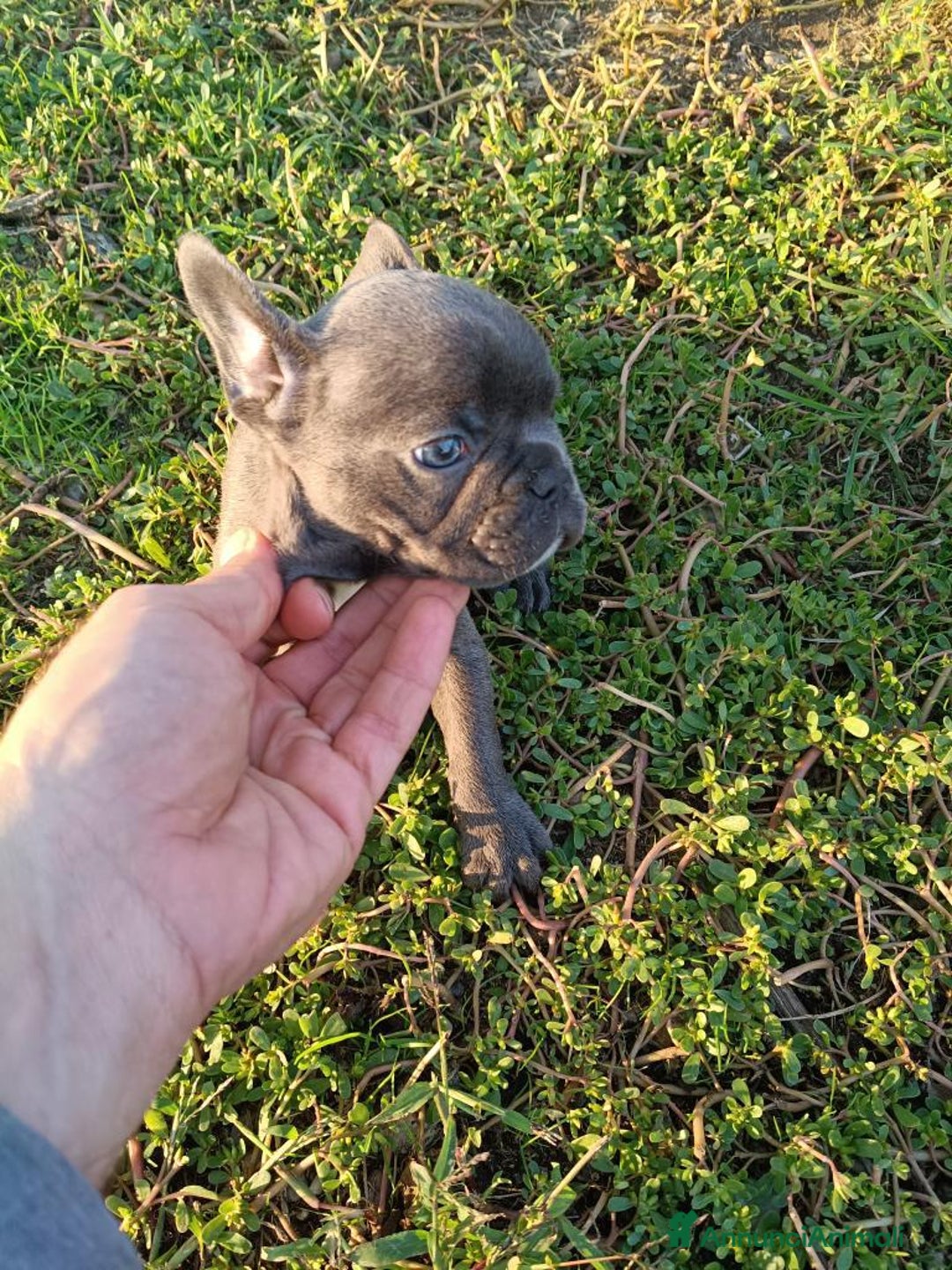 Bulldog Francese cani in vendita: Bulldog francese esotico  - Annuncio 3