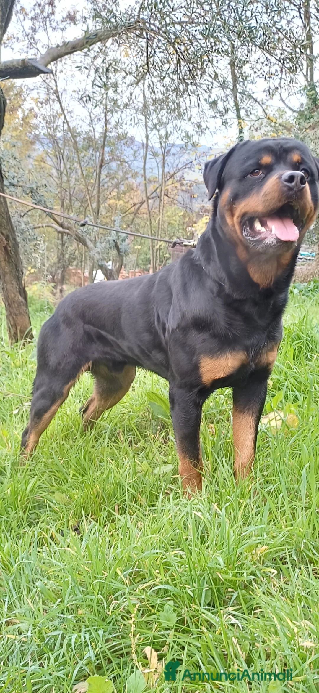 Rottweiler cani in vendita: Disponibile maschio rottweiler - Annuncio 8
