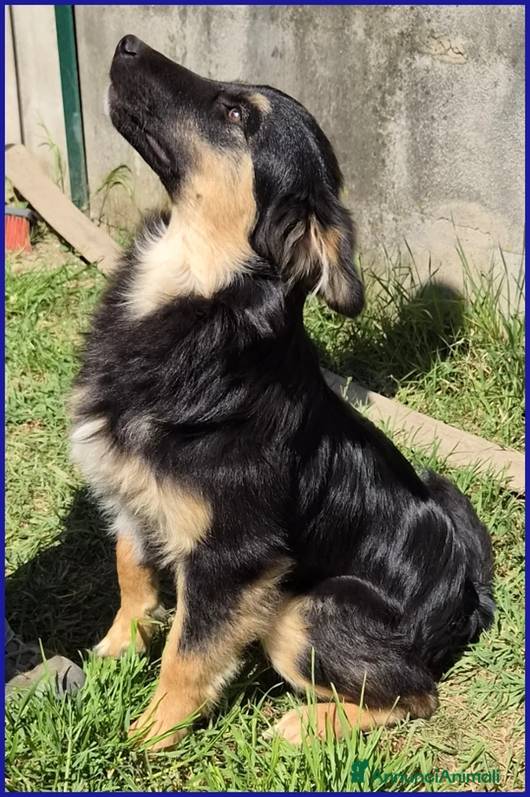 Meticcio cani in regalo: SEMOLINO CUCCIOLOTTO 6 MESI MIX BORDER - Annuncio 2