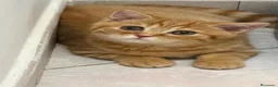 Scottish gatti in vendita: Scottish straight - Annuncio 1
