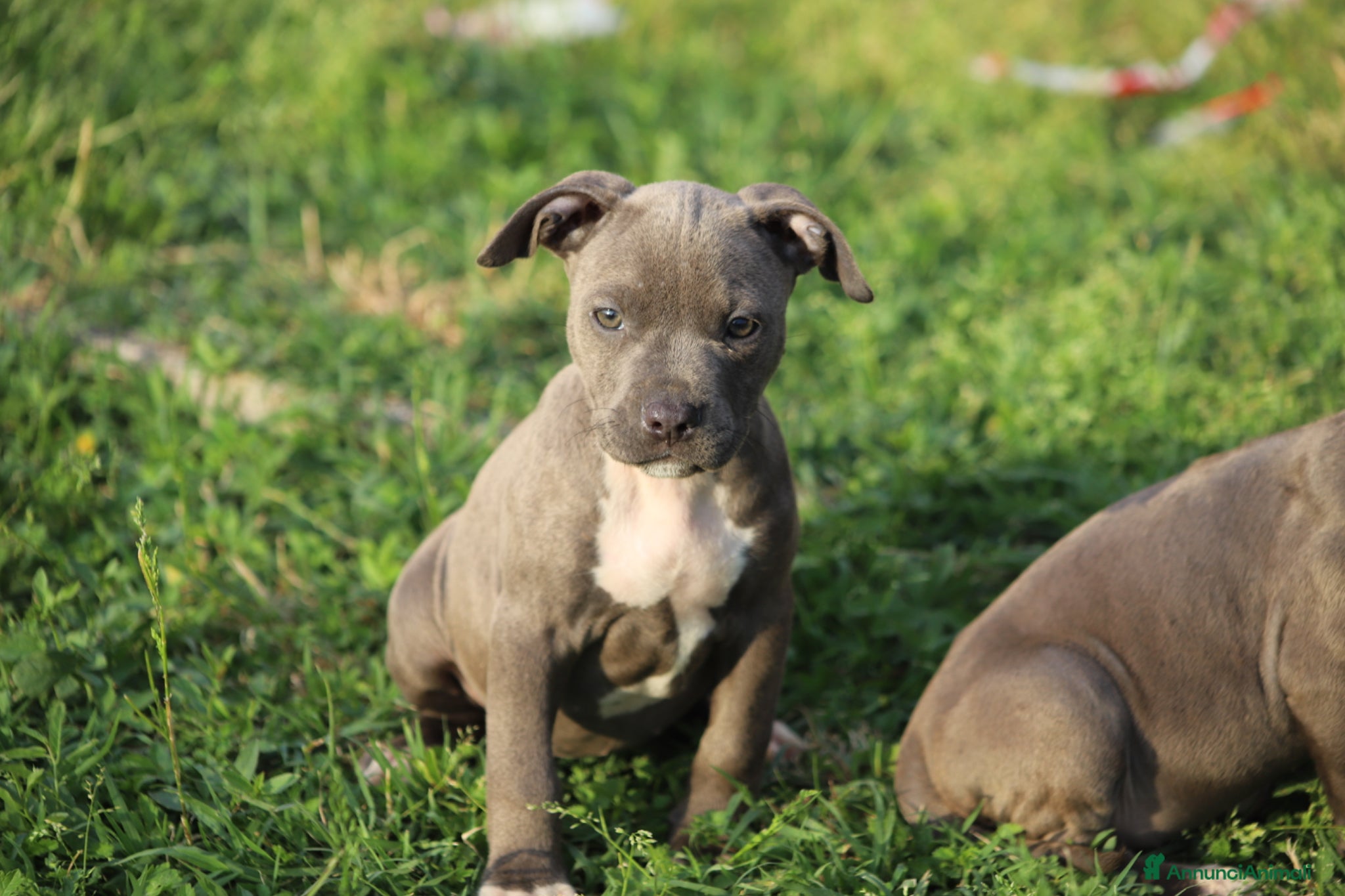 Pitbull cani Cuccioli Pit Bull con Pedigree anche a rate  - Annuncio 1