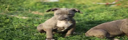 Pitbull cani in vendita: Cuccioli Pit Bull con Pedigree anche a rate  - Annuncio 1