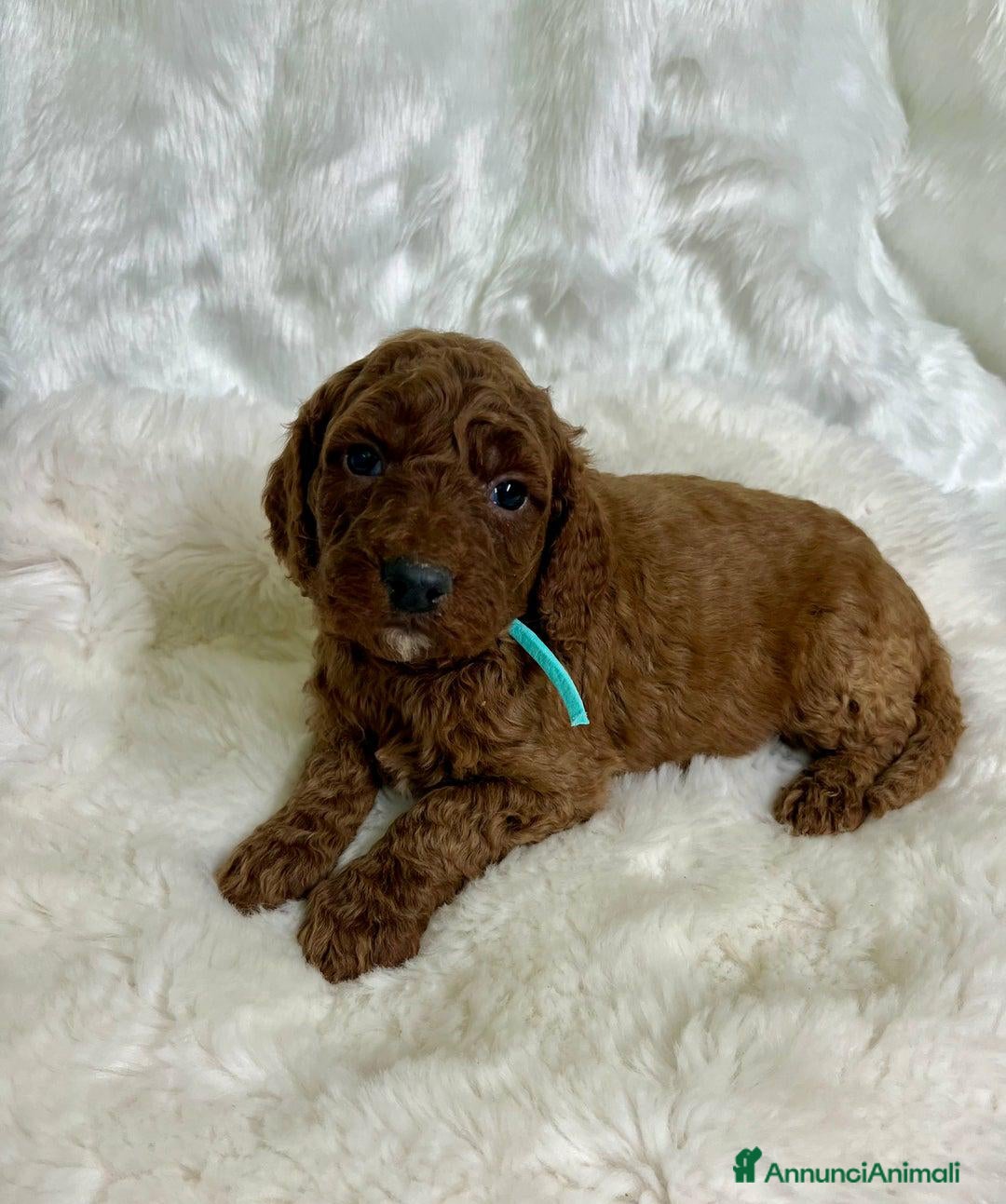 Golden Retriever cani in vendita: Australian Golden DoubleDoodle - Annuncio 14