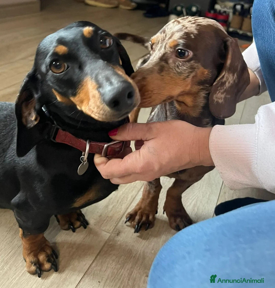 Bassotto cani in vendita: Bassotti nani nero focato arlecchino chocolate  a Provincia di Bergamo - Annuncio 4
