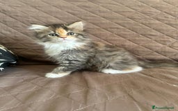 Persiano gatti in vendita: Gattine persiane normotipo  a Provincia di Reggio Emilia - Immagine 32