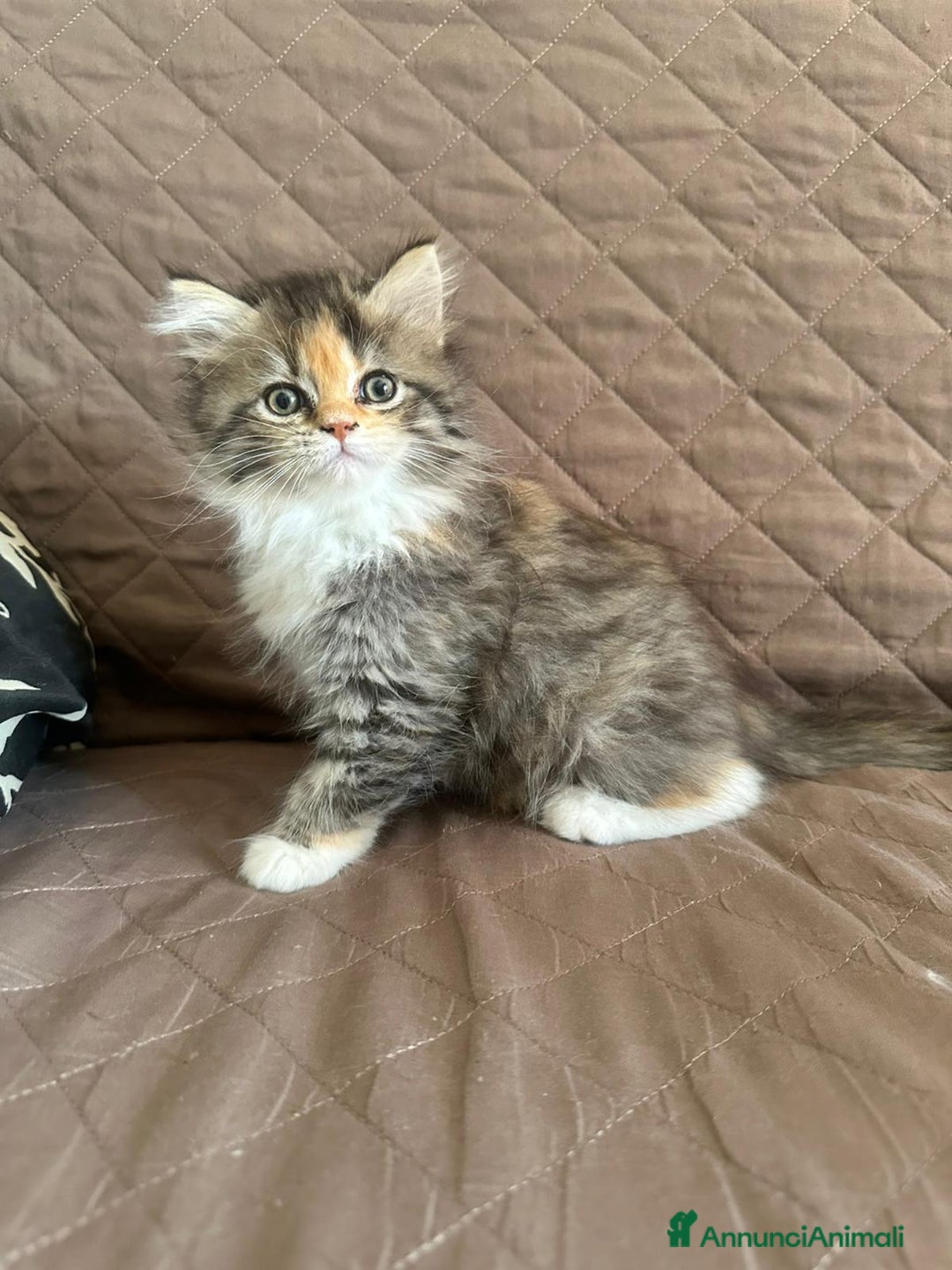 Persiano gatti in vendita: Gattine persiane normotipo  a Provincia di Reggio Emilia - Immagine 32