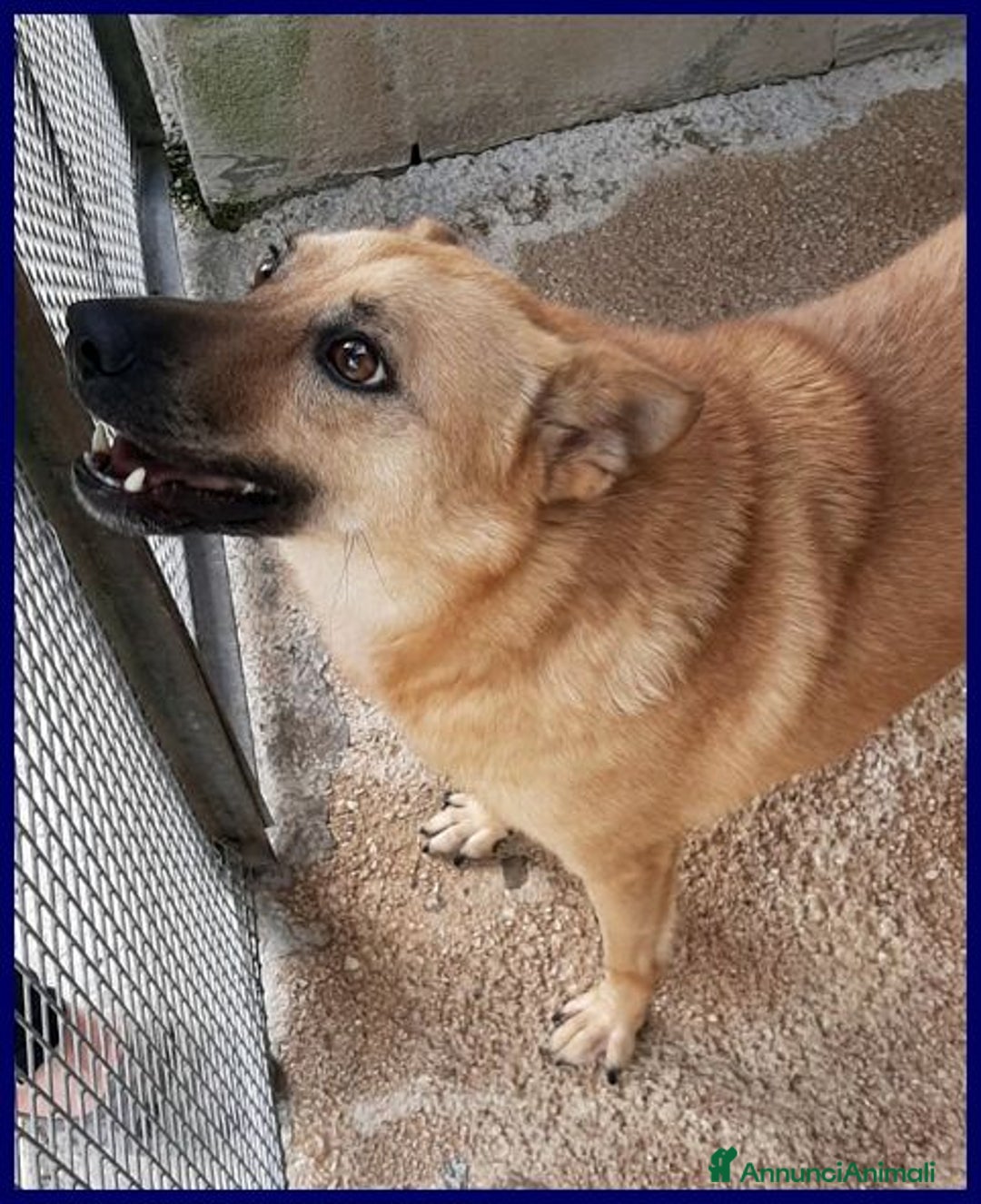 Meticcio cani in regalo: BOMBER simpatico con tanta voglia di coccole - Annuncio 6