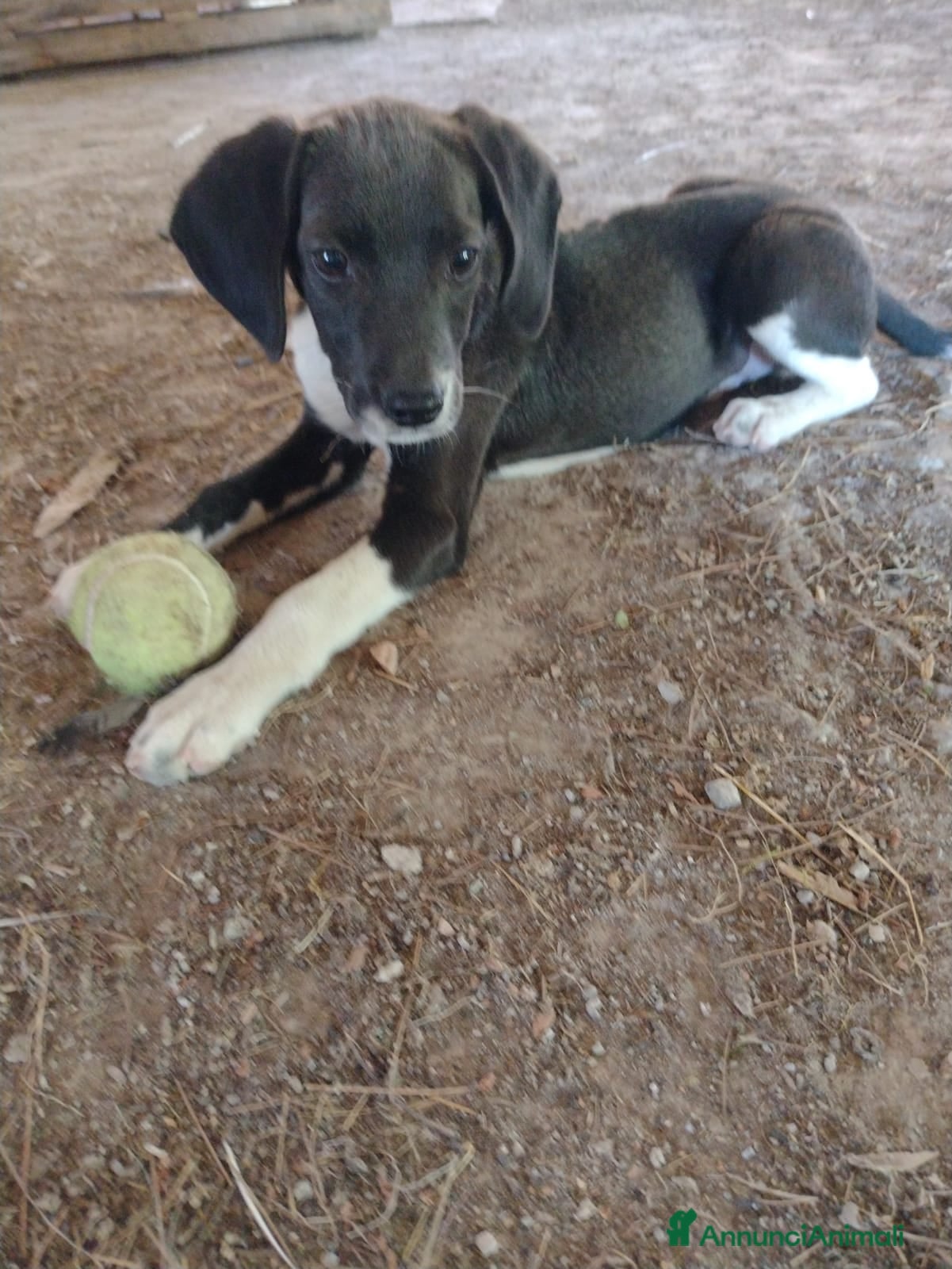 Segugio cani Splendido Segugio di 2 mesi (Catania) - Annuncio 1