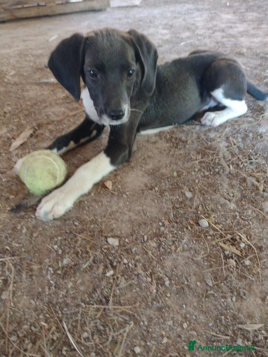 Segugio cani in regalo: Splendido Segugio di 2 mesi (Catania) - Annuncio 1