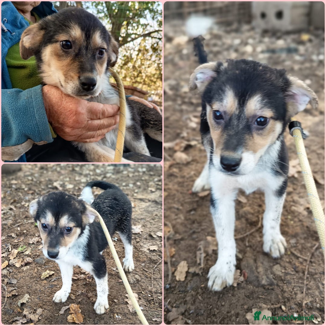 Meticcio cani in regalo: UNA MAMMA PER GEA - Annuncio 6
