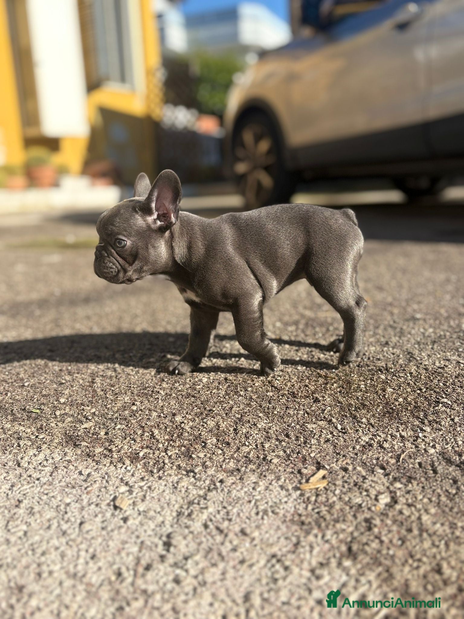 Bulldog Francese cani Bulldog francese - Annuncio 1