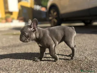 Bulldog Francese cani Bulldog francese - Annuncio 1