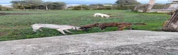 Meticcio cani in regalo: Femminuccia estremamente affettuosa  - Annuncio 4