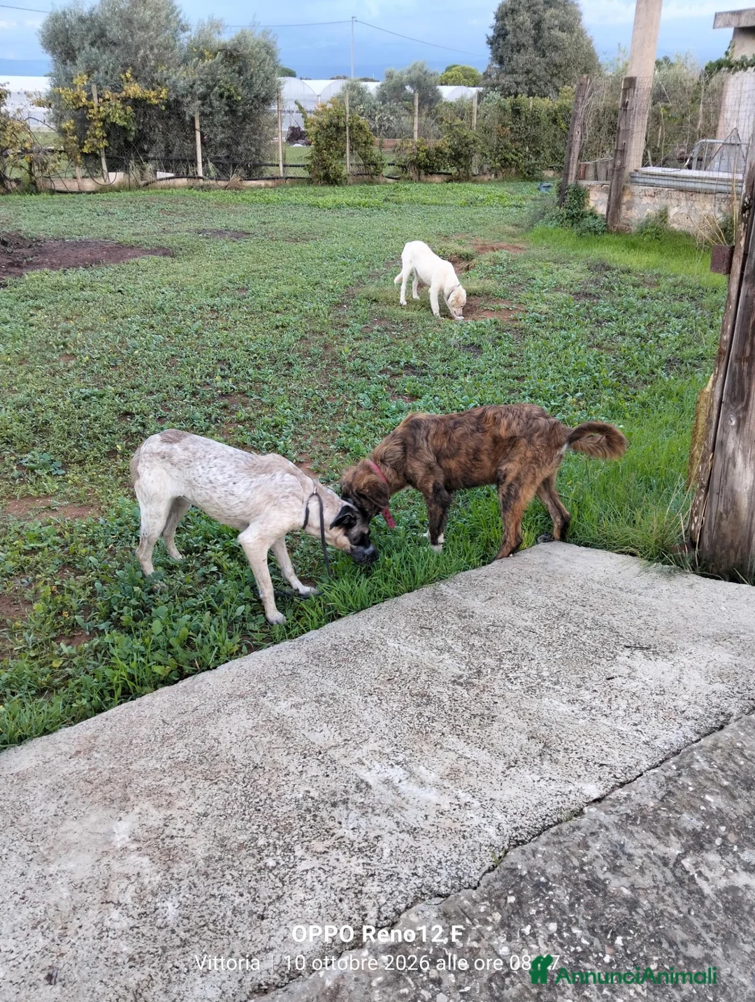 Meticcio cani in regalo: Femminuccia estremamente affettuosa  - Annuncio 4
