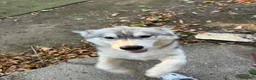 Husky cani in vendita: Cucciola di husky a Provincia di Avellino - Annuncio 2