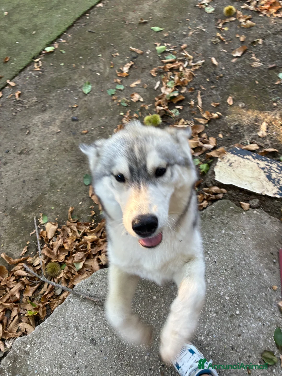 Husky cani in vendita: Cucciola di husky a Provincia di Avellino - Annuncio 2