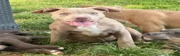Pitbull cani in vendita: Pit Bull con pedigree, paghi anche a rate  - Annuncio 2