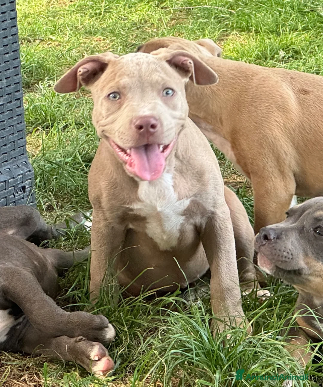 Pitbull cani in vendita: Pit Bull con pedigree, paghi anche a rate  - Annuncio 2
