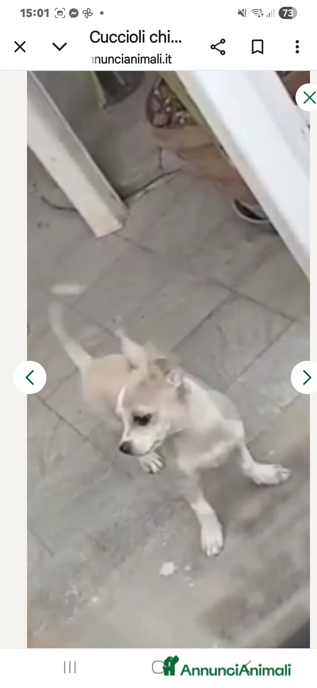 Chihuahua cani in vendita: Cuccioli di chihuahua - Annuncio 7