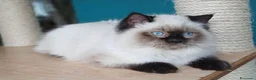 Ragdoll gatti in vendita: Splendidi cuccioli di ragdoll - Annuncio 10
