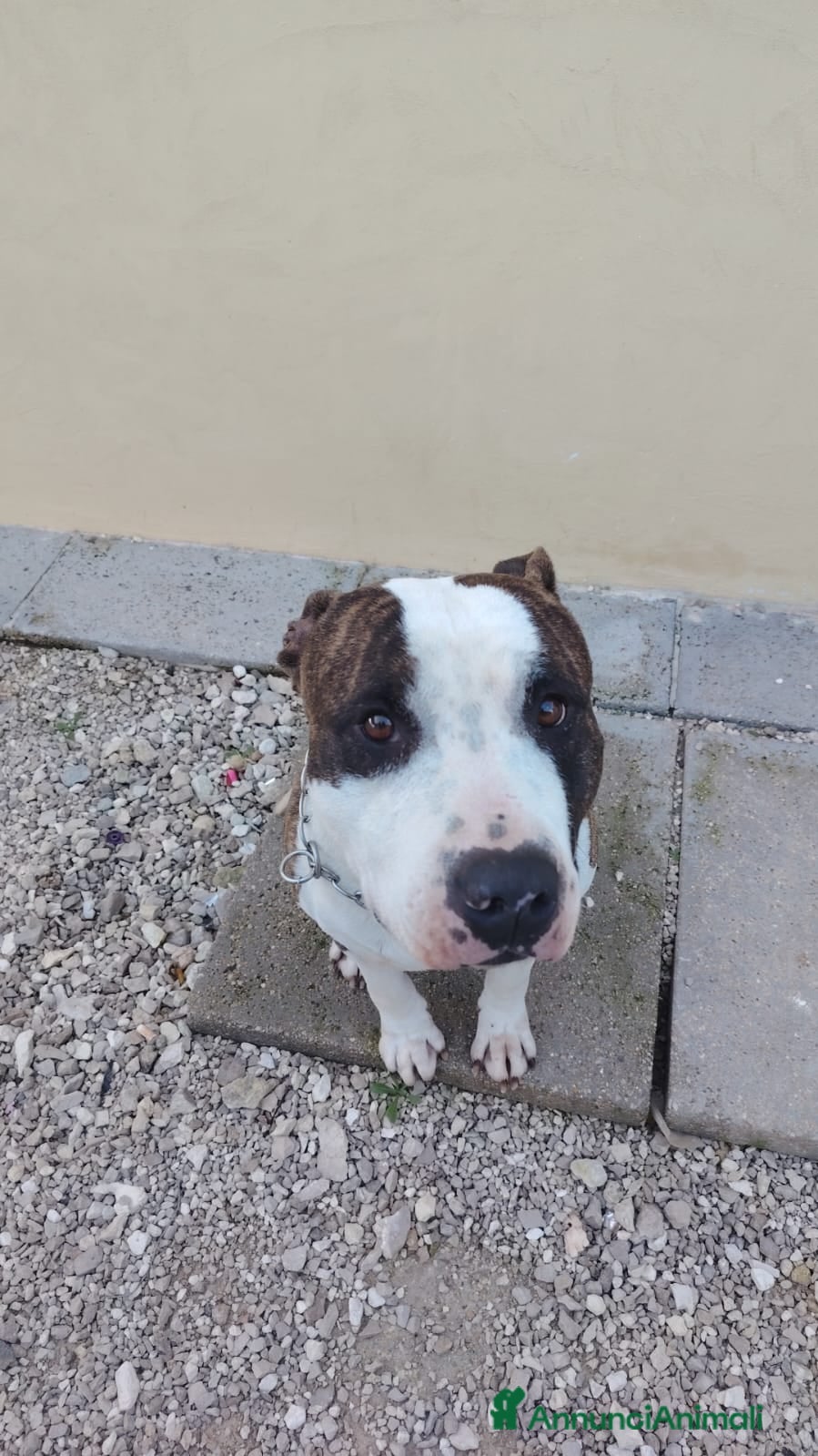 American Staffordshire cani Splendido Amstaff  - Annuncio 1