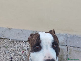 American Staffordshire cani in regalo: Splendido Amstaff - Annuncio 1