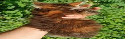 Maine Coon gatti in vendita: Cuccioli Maine Coon pedigree alta genealogia  - Annuncio 13