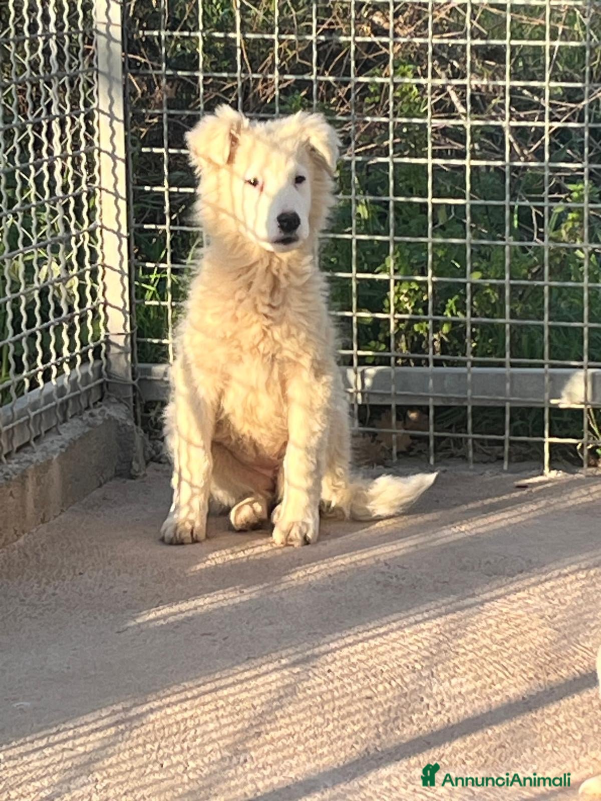Meticcio cani Cucciola 3 mesi - Annuncio 1