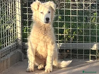 Meticcio cani Cucciola 3 mesi - Annuncio 9