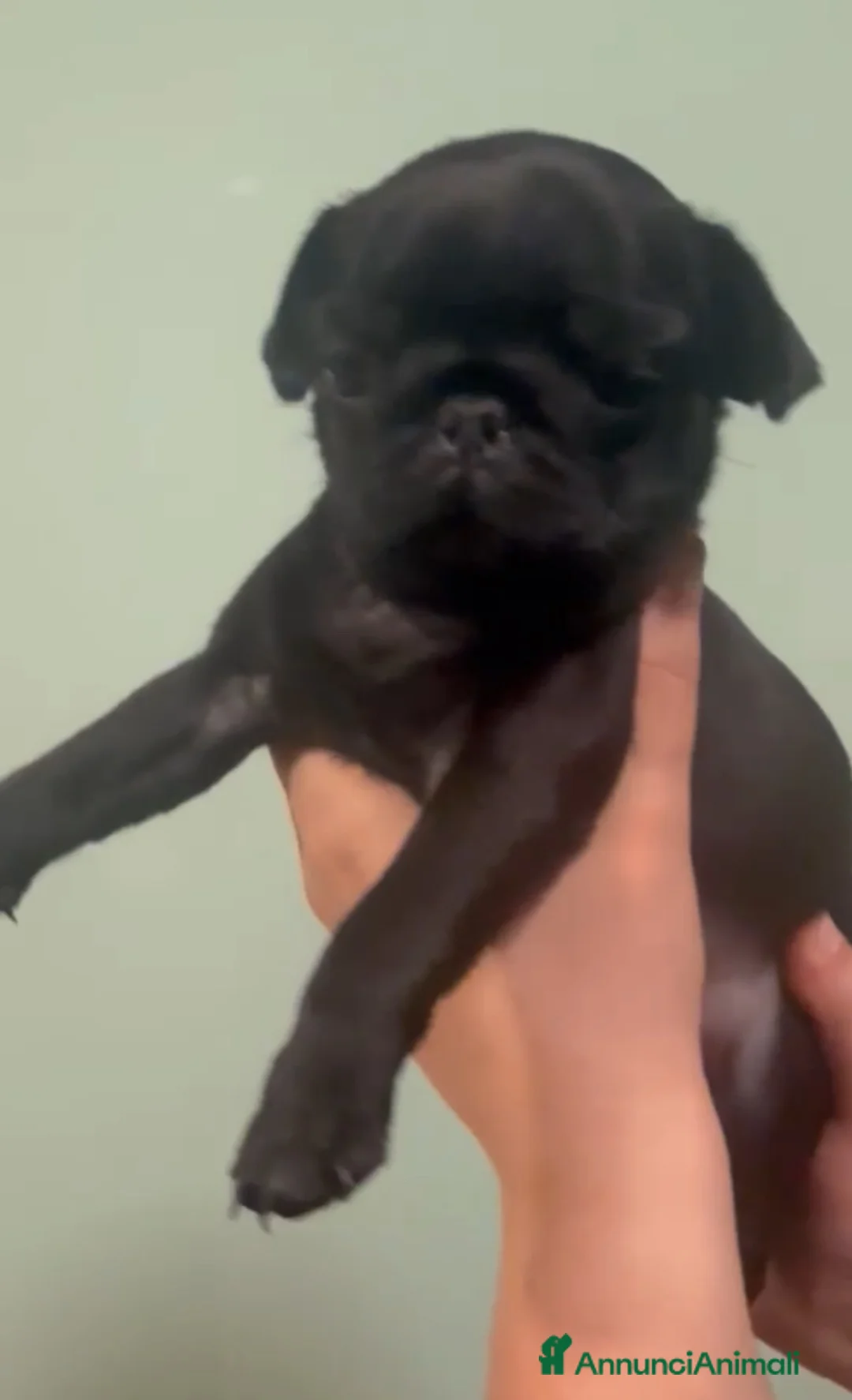 Carlino cani in vendita: Cucciolo di carlino con pedigree prestigioso  a Città metropolitana di Roma Capitale - Annuncio 2