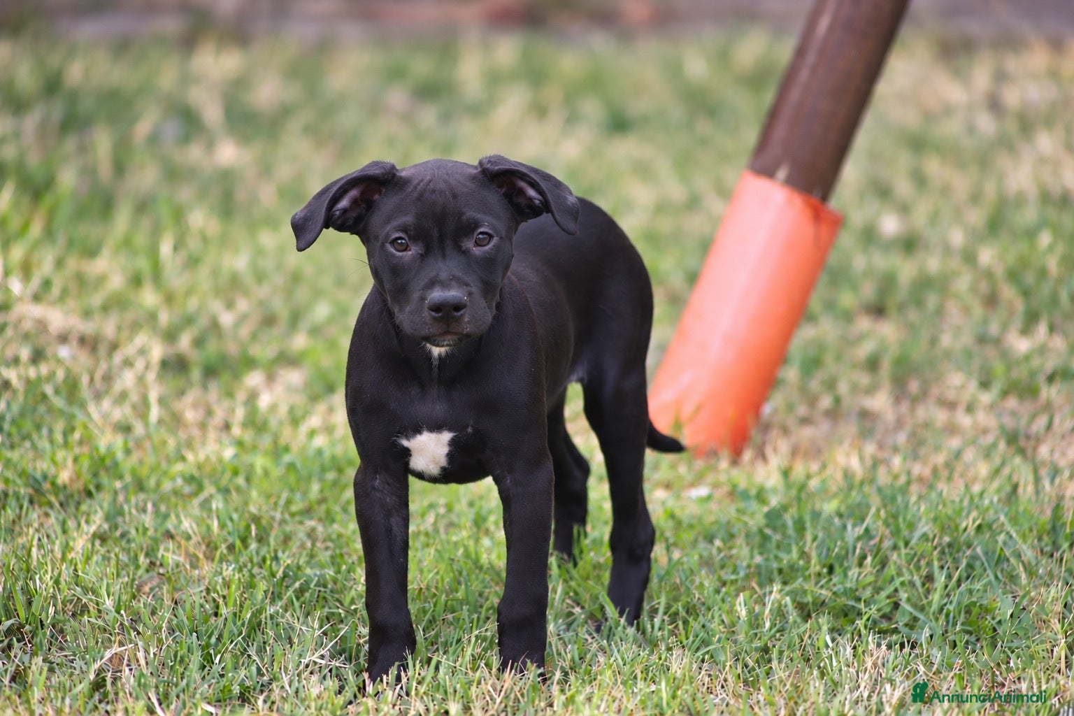Pitbull cani Cucciola Pit Bull con pedigree anche a rate - Annuncio 4