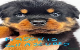 Rottweiler cani in vendita: Cuccioli rottweiler  a Provincia di Massa e Carrara - Immagine 5