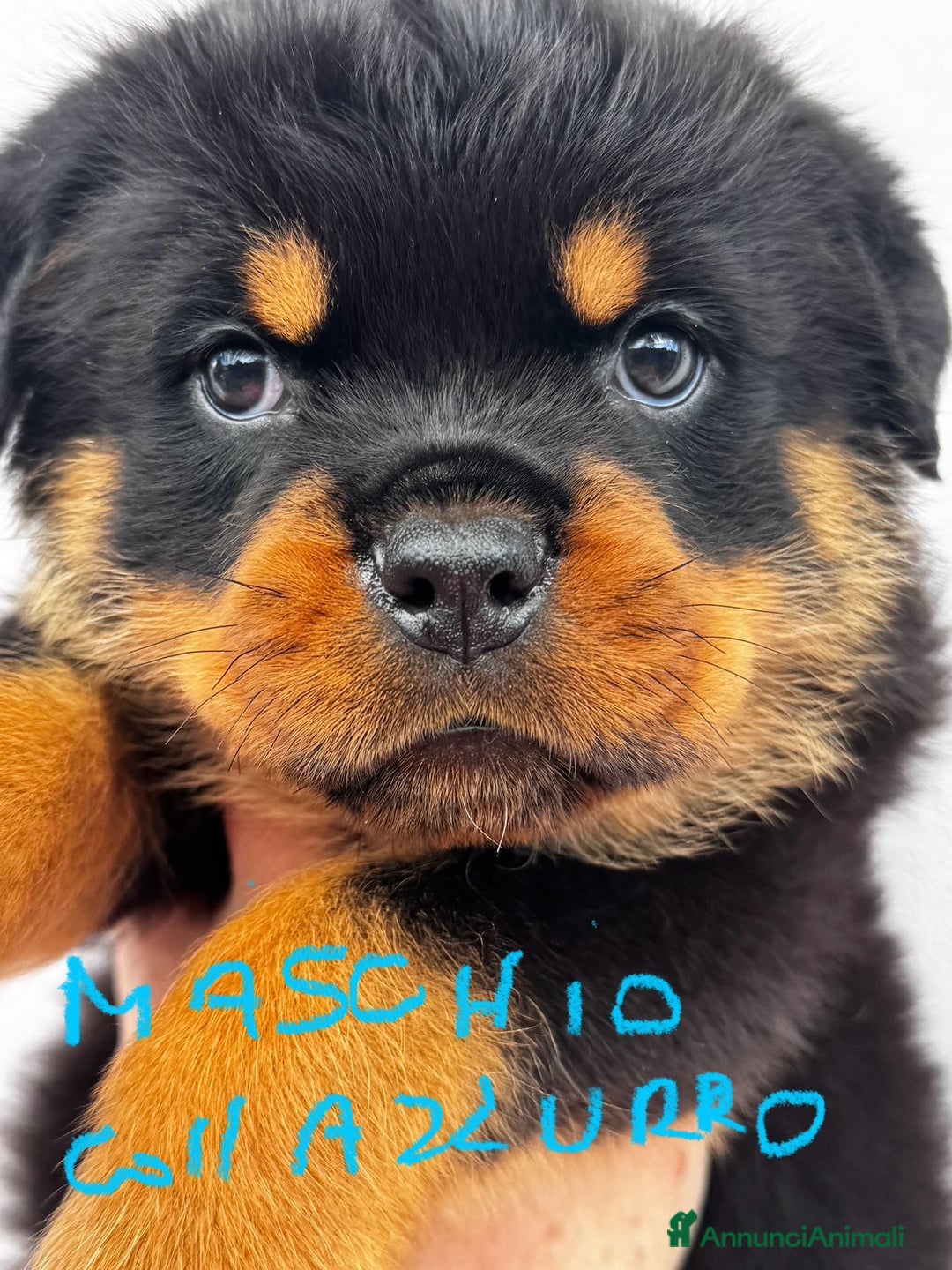 Rottweiler cani in vendita: Cuccioli rottweiler  a Provincia di Massa e Carrara - Immagine 5
