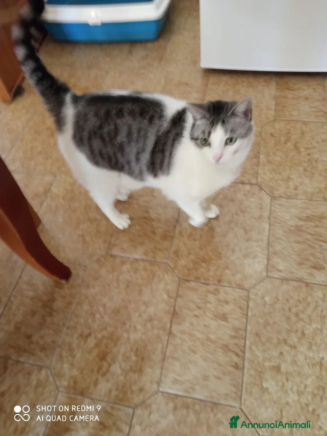 Meticcio gatti in regalo: GATTA DOLCISSIMA - Annuncio 4