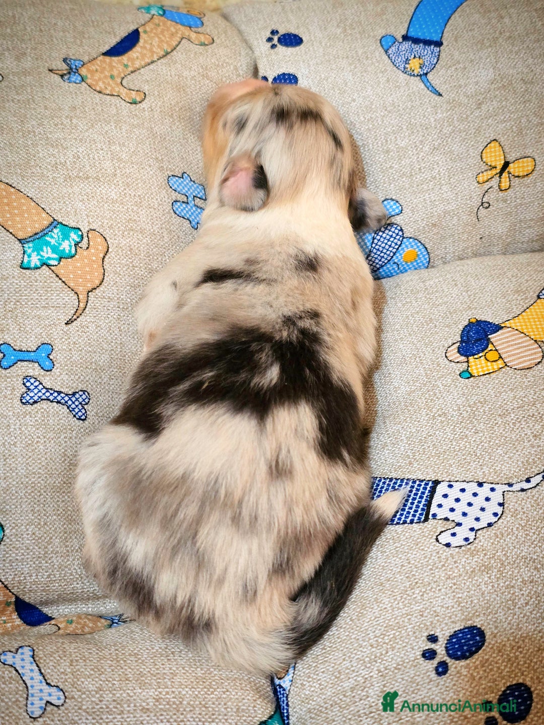 Australian Shepherd cani in vendita: Cucciole di pastore australiano con pedigree ENCI - Annuncio 12