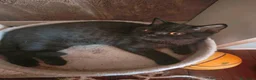British gatti in vendita: Cuccioli da genitori British Shorthair Neri - Annuncio 3