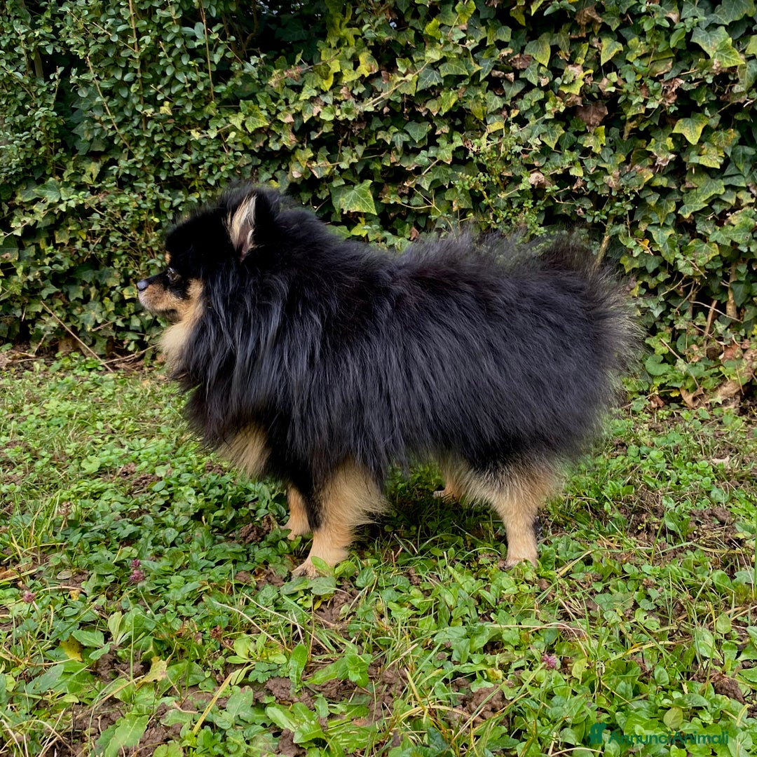 Spitz cani per accoppiamento:  SPITZ DI POMERANIA MASCHIO PER MONTA  - Annuncio 3