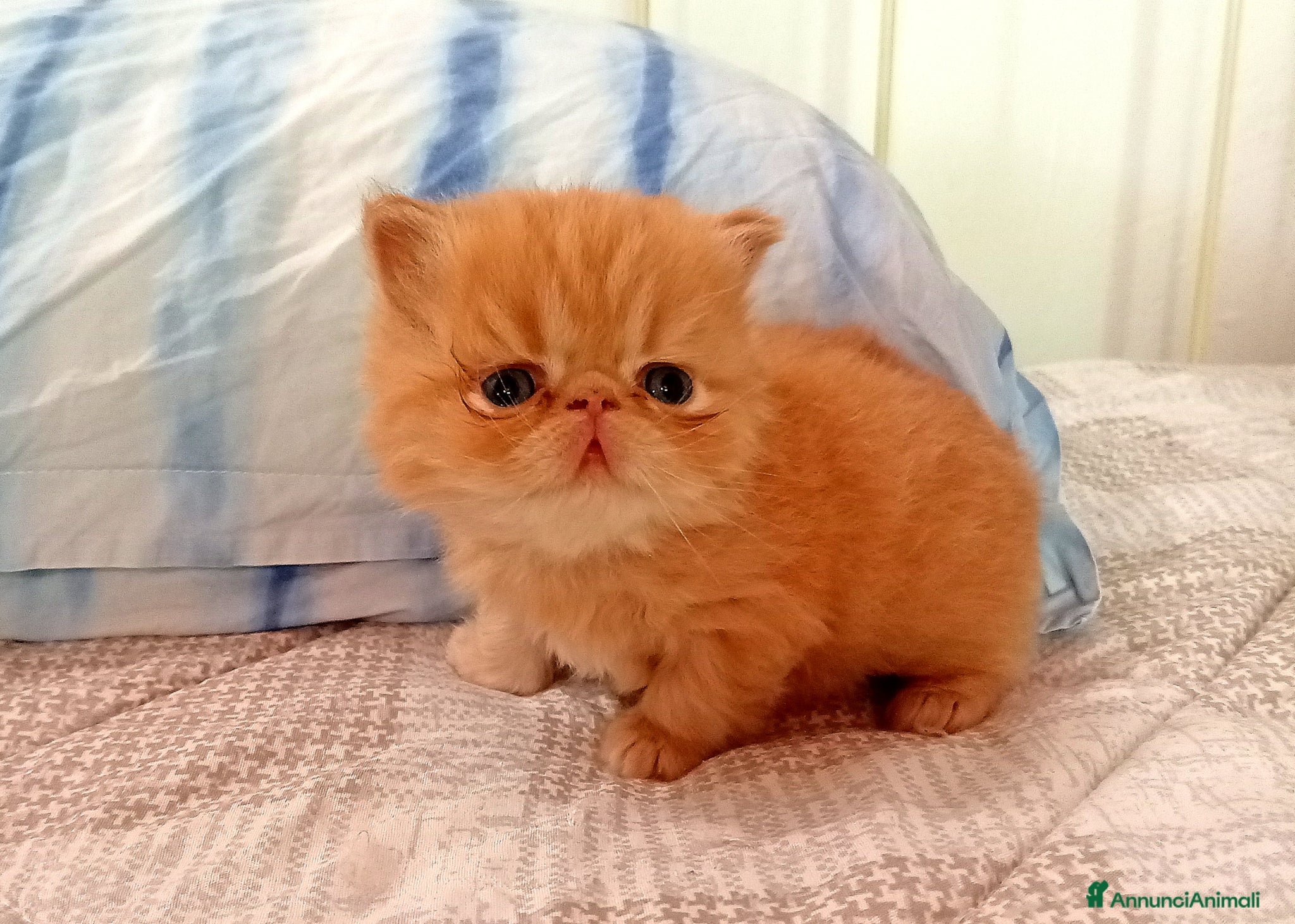 Persiano gatti Gattini persiani - Annuncio 1