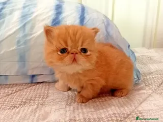 Persiano gatti Gattini persiani - Annuncio 4