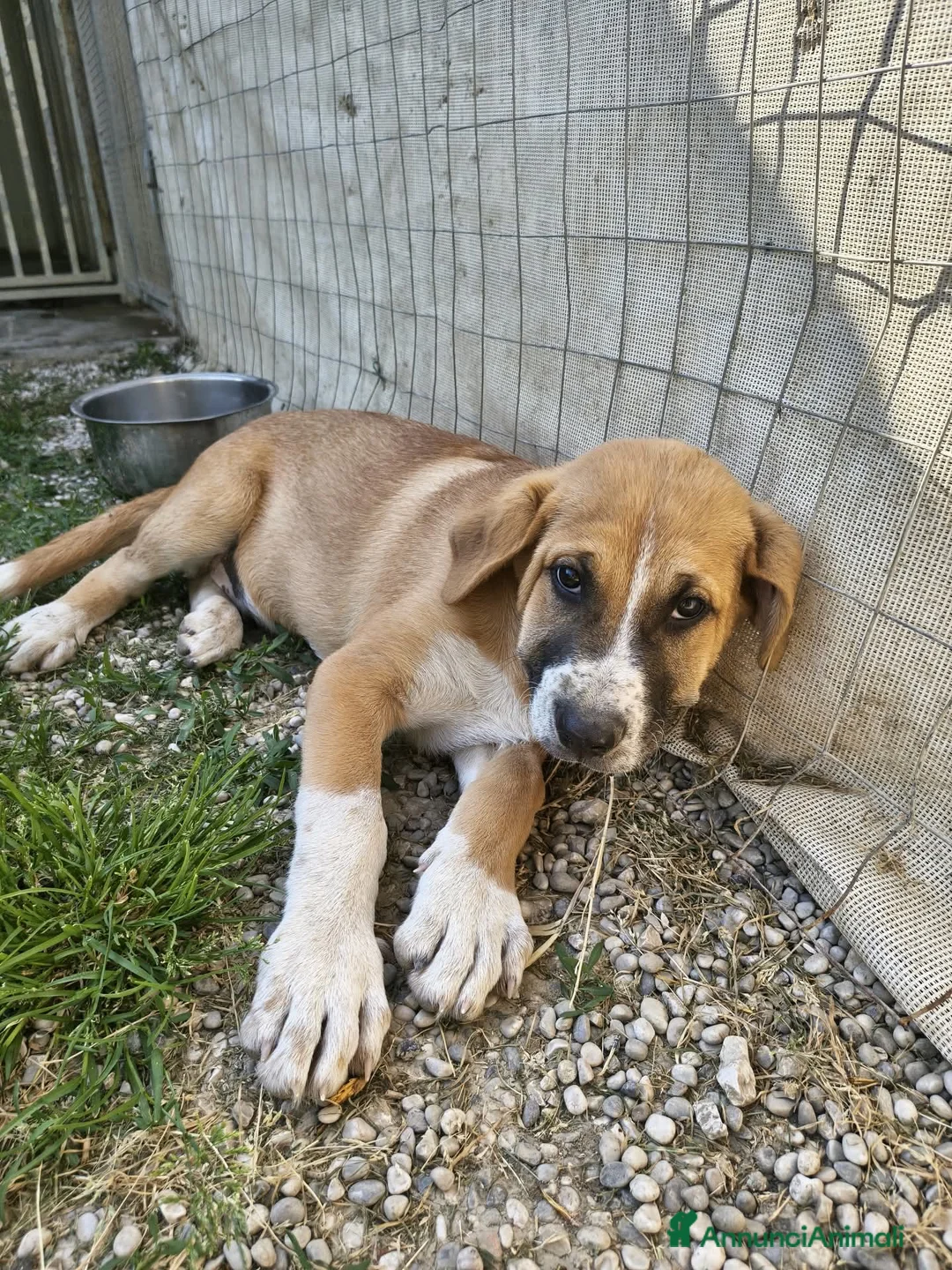 Meticcio cani in regalo: ETTORE 🧡 NANA 🤍 PIXEL 🖤 4Mesi - Annuncio 1