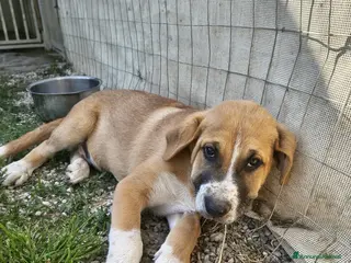 Meticcio cani ETTORE 🧡 NANA 🤍 PIXEL 🖤 4Mesi - Annuncio 28