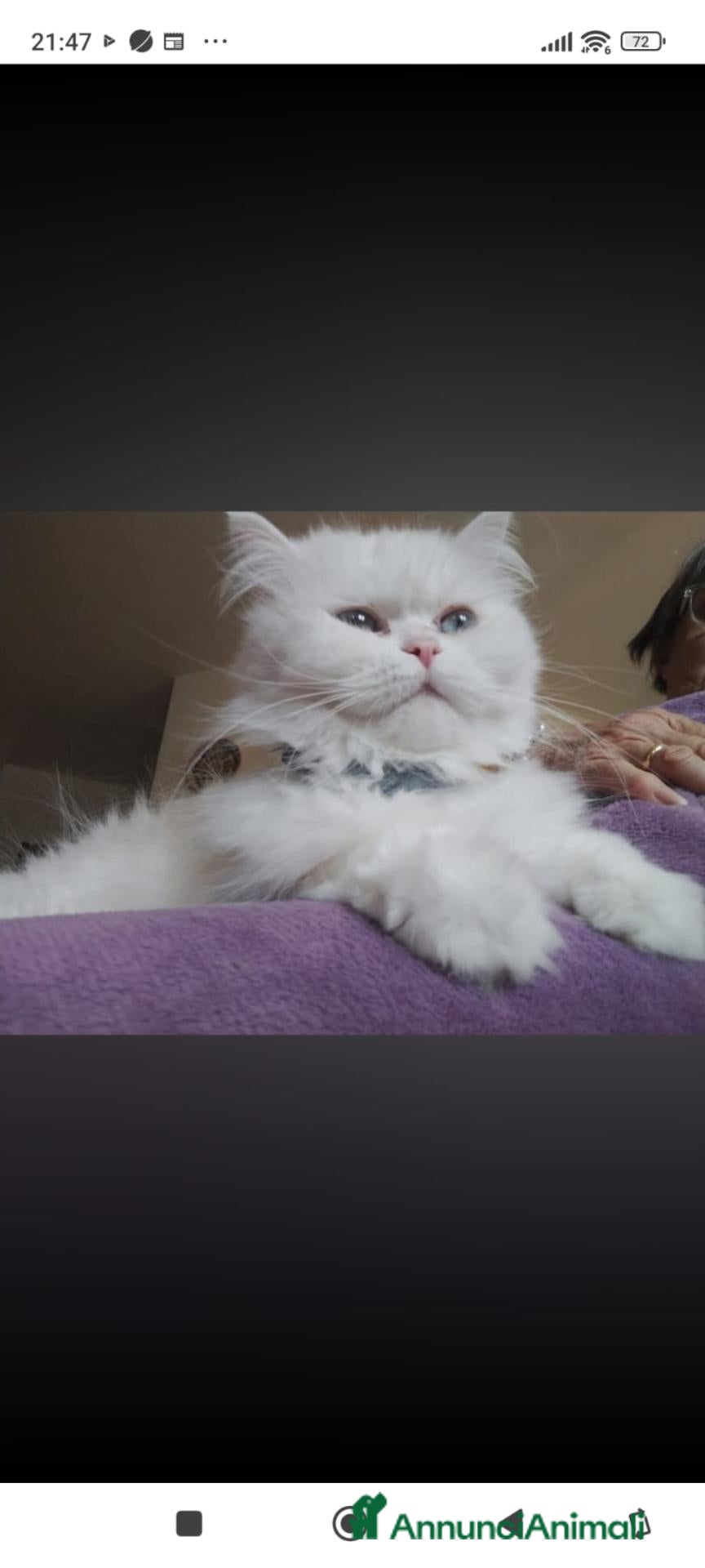 Persiano gatti Gattine persiane normotipo  - Annuncio 12