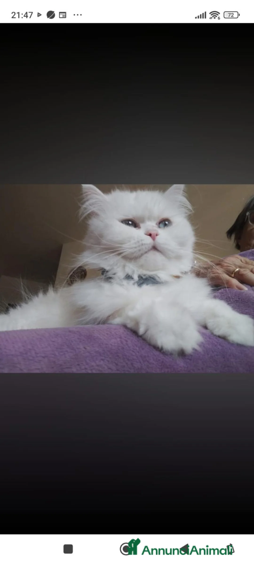 Persiano gatti in vendita: Gattine persiane normotipo  - Annuncio 1