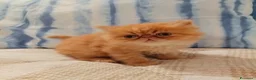 Persiano gatti in vendita: Gattini persiani - Annuncio 4