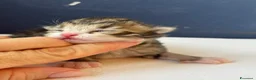 Siberiano gatti in vendita: SIBERIANI GATTINI IPOALLERGENICI - Annuncio 19