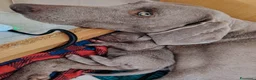 Weimaraner cani in vendita: Cuccioli Weimaraner - Annuncio 9